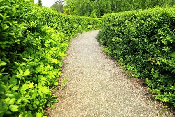 Hermosa Vista Del Laberinto Setos Verdes Día Soleado — Foto de Stock