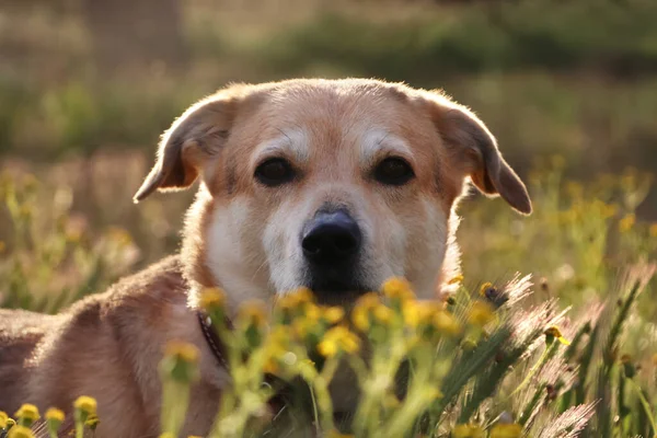 Bedårande Hund Utomhus Solig Dag Närbild — Stockfoto