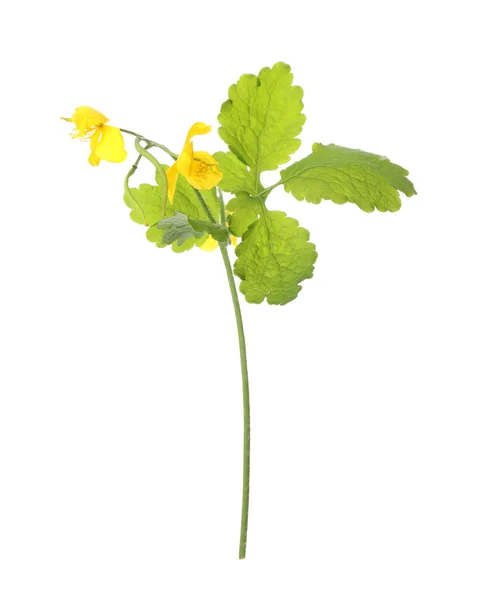 Celandine Med Gula Blommor Och Gröna Blad Isolerade Vit — Stockfoto