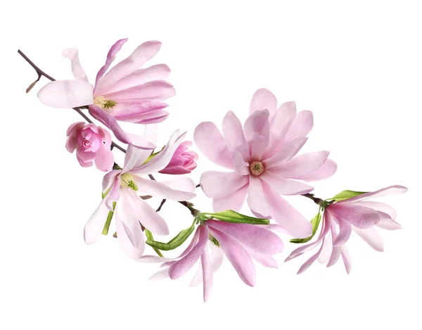 Όμορφα Ροζ Λουλούδια Μανόλια Λευκό Φόντο — Φωτογραφία Αρχείου