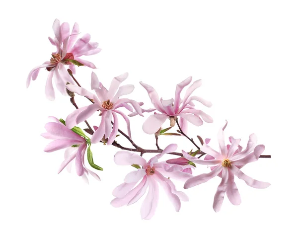 Vackra Rosa Magnolia Blommor Vit Bakgrund — Stockfoto