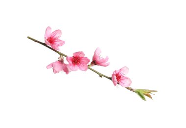 Güzel sakura ağacı dalı beyaza izole edilmiş.