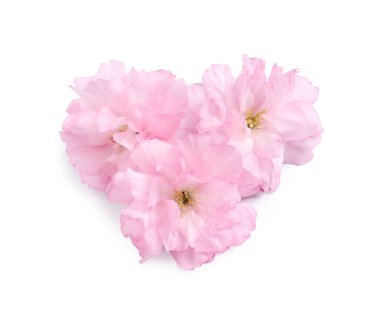 Güzel pembe sakura çiçekleri beyaz renkte izole edilmiş.