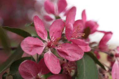 Açık havada pembe çiçekleri olan güzel bir kiraz ağacı, yakın plan. Bahar mevsimi