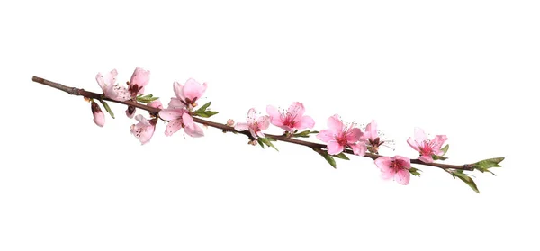 Krásná Sakura Strom Větev Izolované Bílém — Stock fotografie