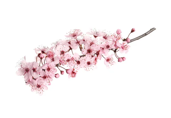 Ramo Dell Albero Sakura Con Bellissimi Fiori Rosa Isolati Bianco — Foto Stock