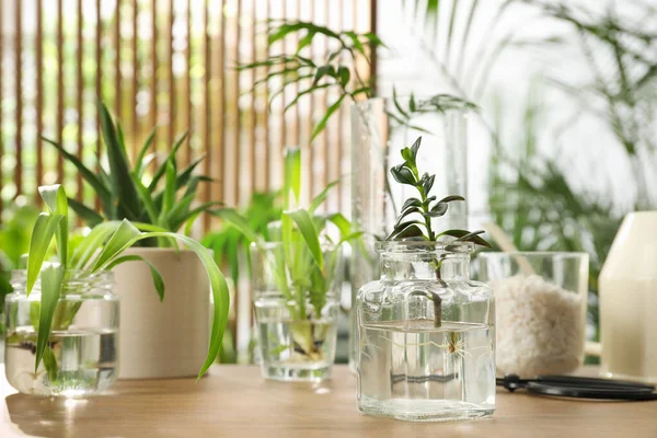 Exóticas Plantas Casa Agua Sobre Mesa Madera —  Fotos de Stock