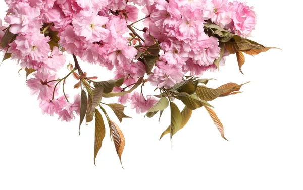 Vackra Sakura Trädgrenar Med Rosa Blommor Isolerade Vit — Stockfoto