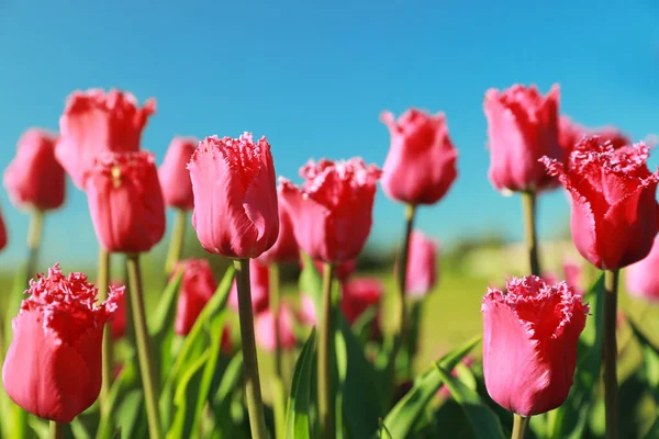 Blommande Tulpaner Fält Solig Dag — Stockfoto