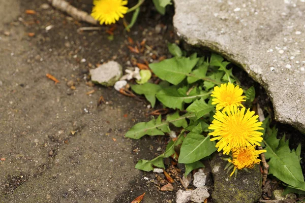 Żółte Kwiaty Mniszka Lekarskiego Zielonymi Liśćmi Rosnącymi Zewnątrz Miejsce Tekst — Zdjęcie stockowe