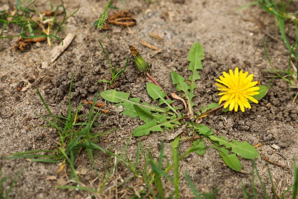 Gelber Löwenzahn Mit Grünen Blättern Die Draußen Wachsen — Stockfoto