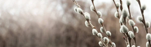 Beautiful Pussy Willow Branches Outdoors Closeup View Space Text Banner — Stock fotografie