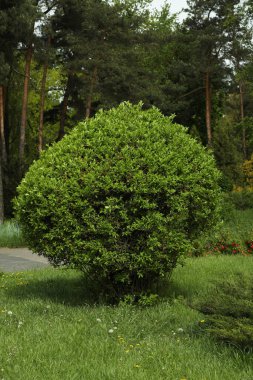 Güneşli bir günde parkta yeşil yapraklı çalılar