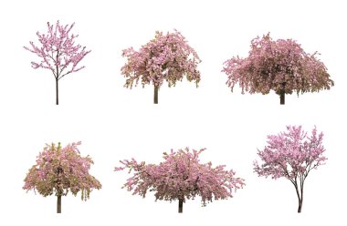 Beyaz arka planda çiçek açan güzel sakura ağaçları, kolaj 