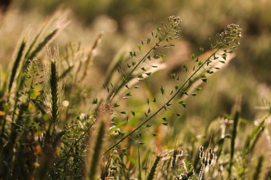 Bahar çayırlarında yetişen güzel yabani çiçekler