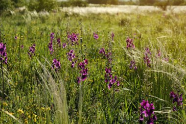 Güneşli bir günde çayırlarda yetişen güzel çiçekler.