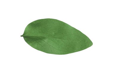Ficus elastica bitkisinin yeşil yaprağı beyaza izole edilmiş.