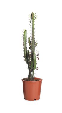 Beyaz üzerine izole edilmiş güzel bir kaktüs. Tropik bitki