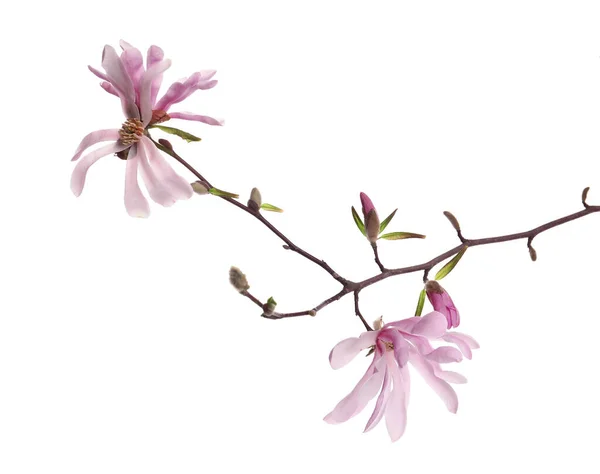 부분에 아름다운 꽃들이 마그놀리아 — 스톡 사진