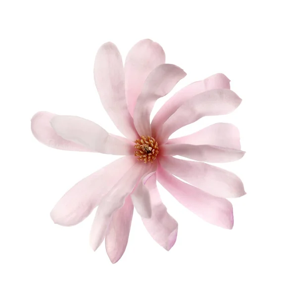 Magnolia Boomtak Met Mooie Bloem Geïsoleerd Wit — Stockfoto