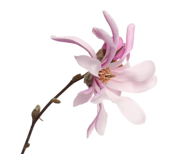 白に孤立した美しい花を持つマグノリアの木の枝 — ストック写真