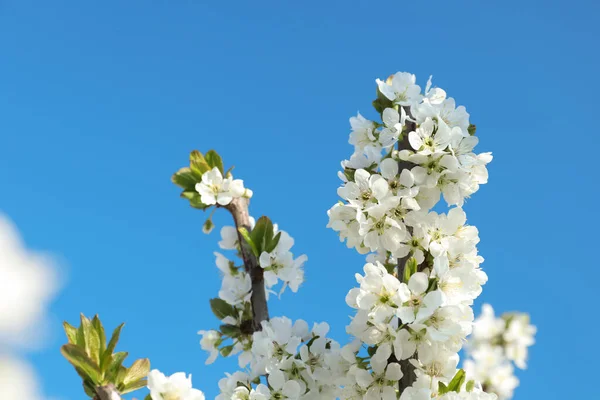 Ágak Gyönyörű Virágokkal Kék Ellen Közelkép Virágzó Tavaszi — Stock Fotó