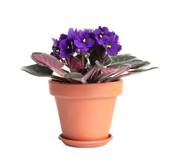 Красивые Фиолетовые Цветы Изолированы Белом Посадка Декора Дома — стоковое фото
