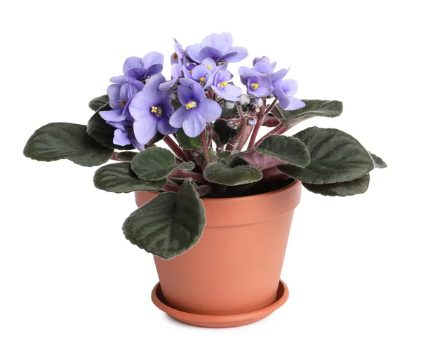 Hermosas Flores Violetas Aisladas Blanco Planta Para Decoración Del Hogar — Foto de Stock