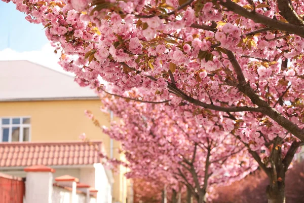 Vacker Blommande Sakura Utomhus Solig Vårdag — Stockfoto