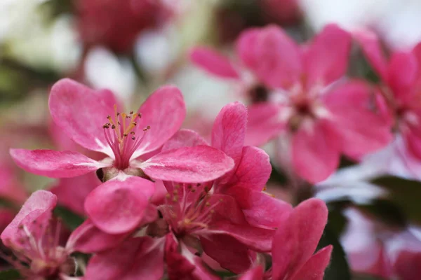 Açık Havada Pembe Çiçekleri Olan Güzel Bir Kiraz Ağacı Yakın — Stok fotoğraf