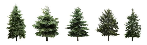 Beautiful evergreen fir trees on white background, collage. Banner design