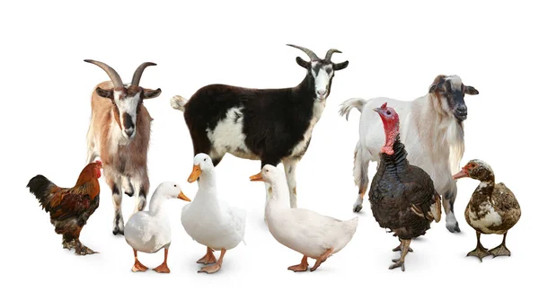 Gruppe Verschiedener Nutztiere Auf Weißem Hintergrund Banner Design — Stockfoto