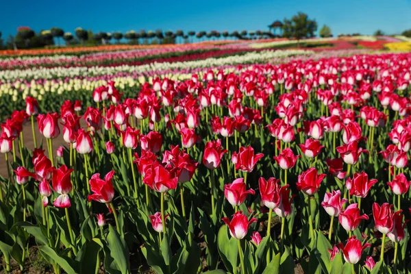 Bela Vista Campo Com Tulipas Florescentes Dia Ensolarado — Fotografia de Stock