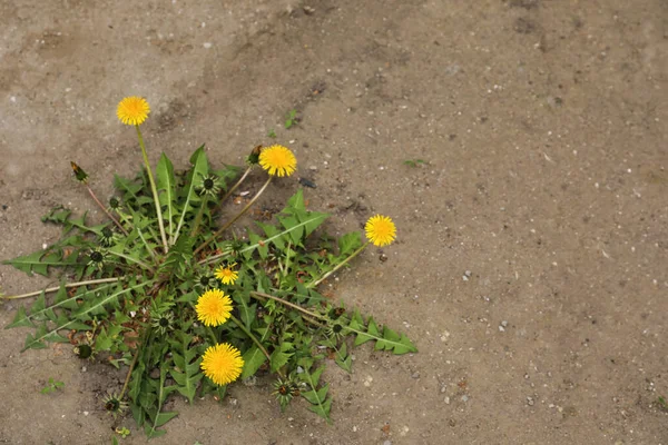 緑の葉が屋外で成長している黄色のタンポポの花 トップビュー テキストのスペース — ストック写真