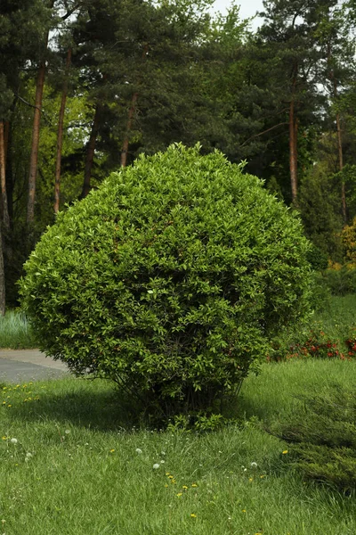 Güneşli bir günde parkta yeşil yapraklı çalılar