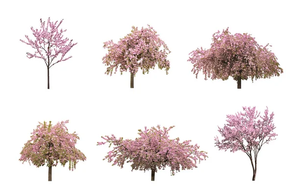 Beyaz Arka Planda Çiçek Açan Güzel Sakura Ağaçları Kolaj — Stok fotoğraf