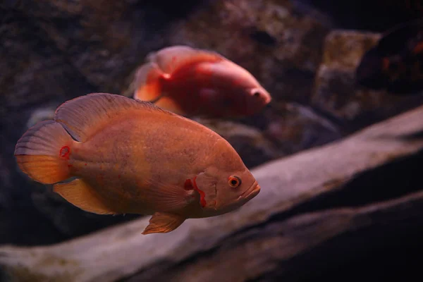 Piękna Papuga Cichlid Ryby Jasnym Akwarium — Zdjęcie stockowe