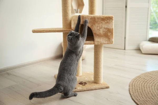 Χαριτωμένο Κατοικίδιο Ζώο Κοντά Δέντρο Γάτα Στο Σπίτι — Φωτογραφία Αρχείου
