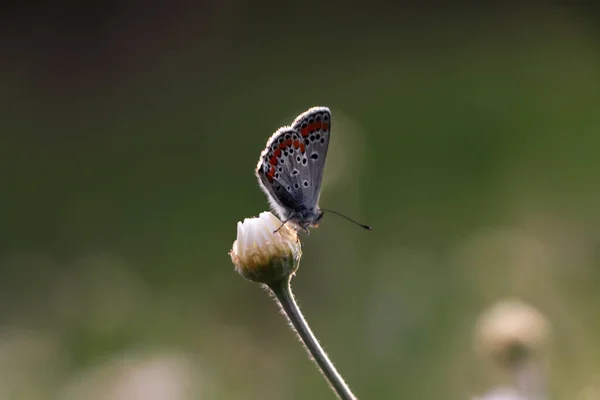 Belle Fleur Camomille Papillon Extérieur Gros Plan Prairie Printanière — Photo