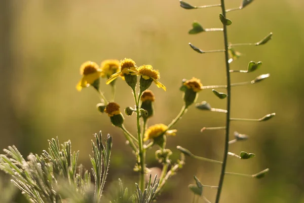 Vackra Vilda Blommor Som Växer Våren Äng Närbild — Stockfoto