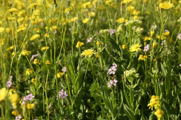 Schöne Blumen Wachsen Sonnigen Tagen Auf Der Wiese — Stockfoto