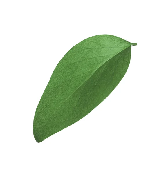 Ficus Elastica Bitkisinin Yeşil Yaprağı Beyaza Izole Edilmiş — Stok fotoğraf
