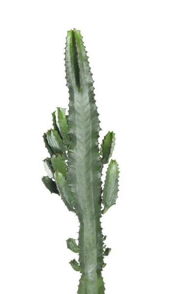 Mooie Cactus Geïsoleerd Wit Tropische Planten — Stockfoto