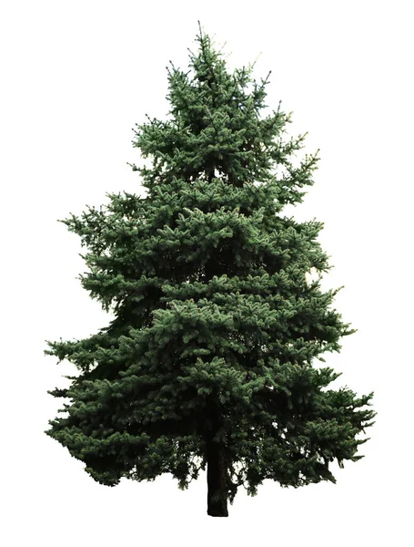 Vacker Vintergrön Gran Träd Vit Bakgrund — Stockfoto