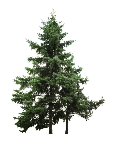 Beautiful Evergreen Fir Trees White Background — Stock Photo, Image