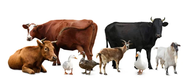 Grupo Diferentes Animales Granja Sobre Fondo Blanco Diseño Banner —  Fotos de Stock