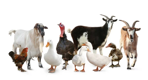 Grupo Diferentes Animales Granja Sobre Fondo Blanco Diseño Banner — Foto de Stock