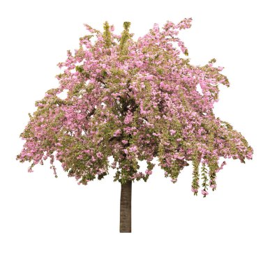 Beyaz arka planda çiçek açan güzel sakura ağacı