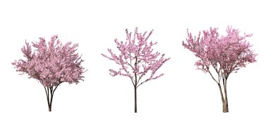 Beyaz arka planda çiçek açan güzel sakura ağaçları, kolaj. Pankart tasarımı