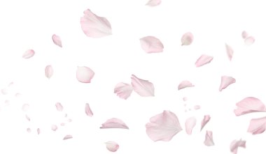 Beyaz arka planda uçan güzel sakura çiçekleri. Pankart tasarımı